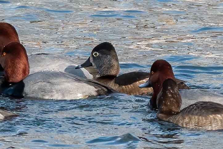 polák proužkozobý - ML649862117