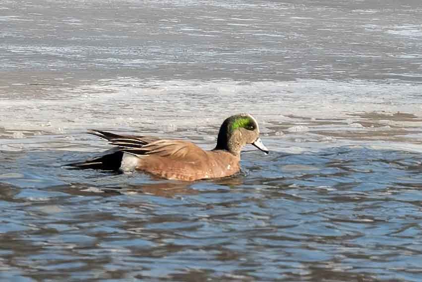 hvízdák americký - ML649862148