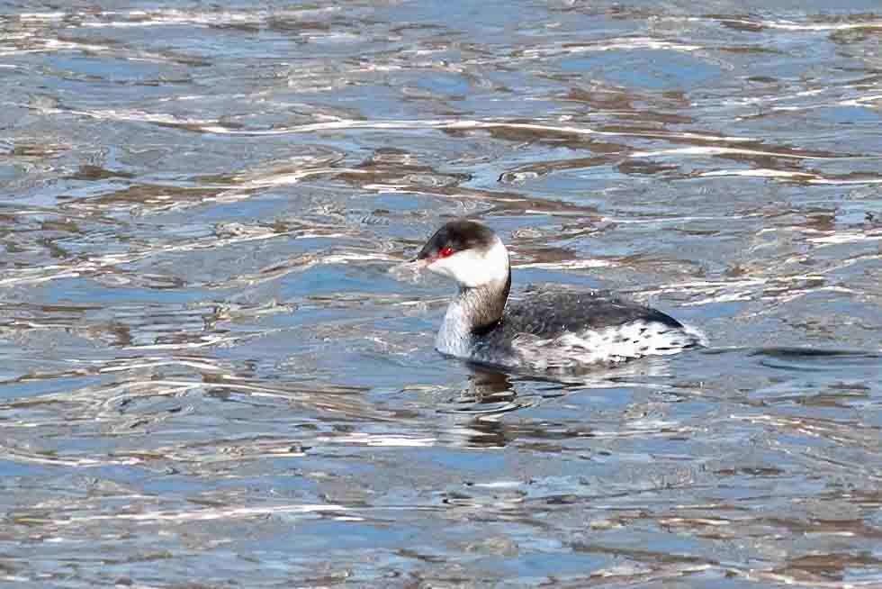 potápka žlutorohá - ML649862165