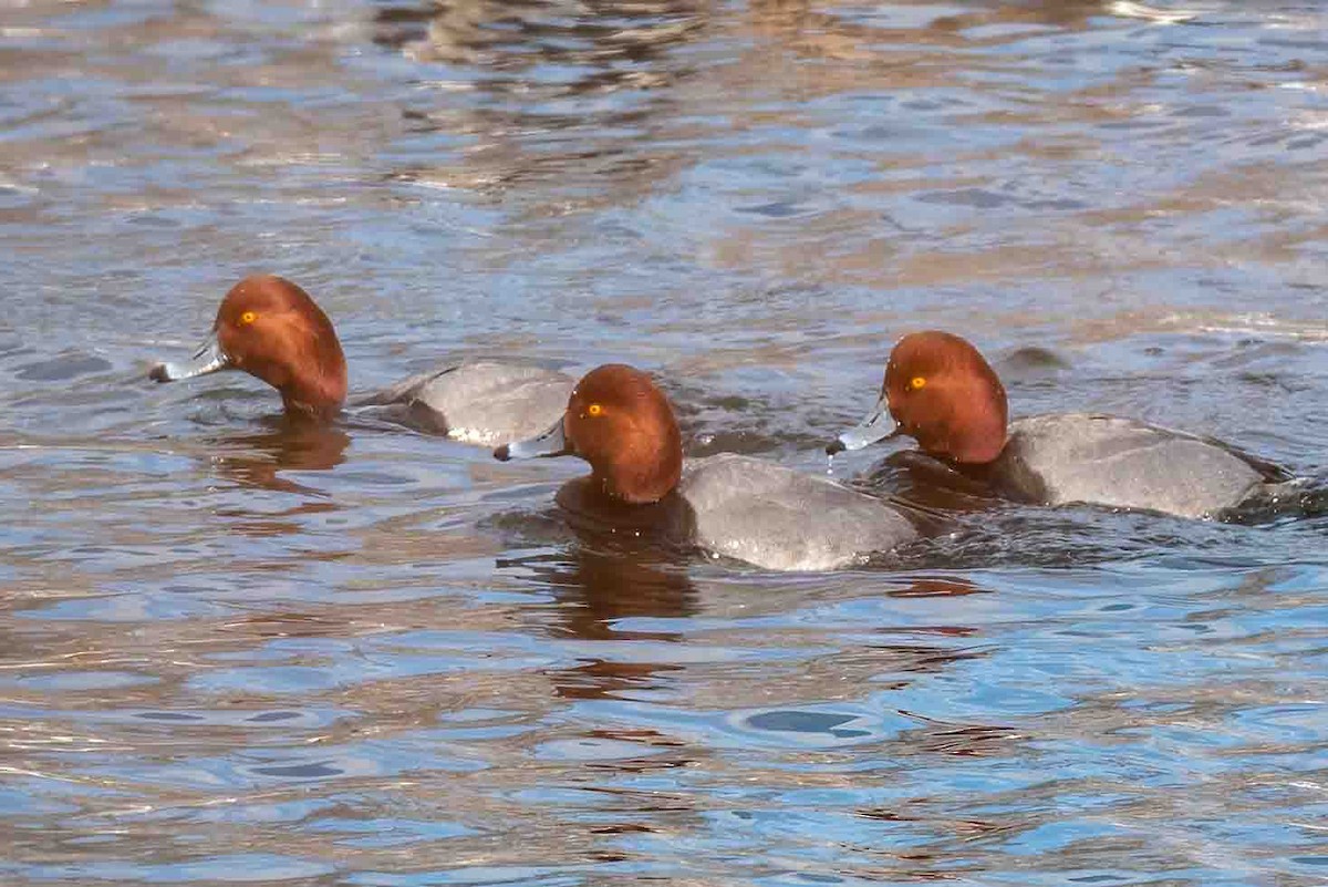 polák americký - ML649862230