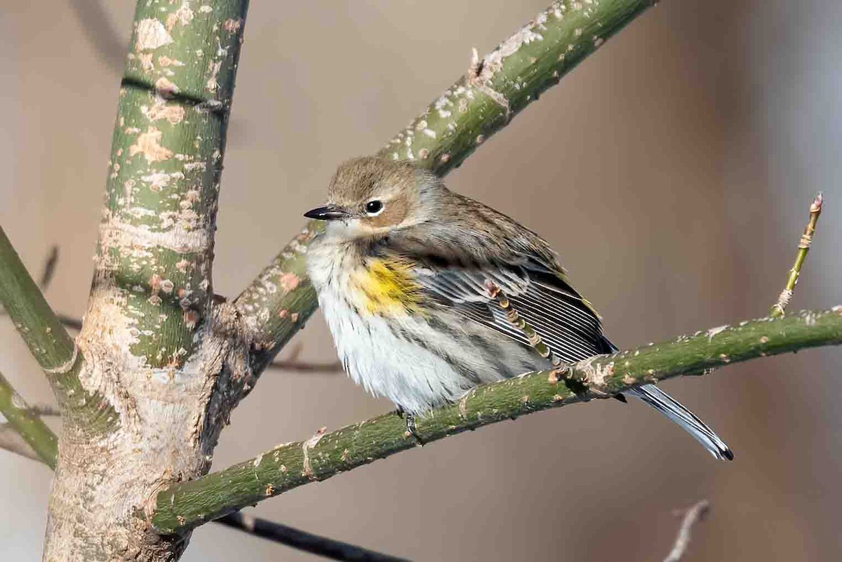 lesňáček žlutoskvrnný - ML649862279