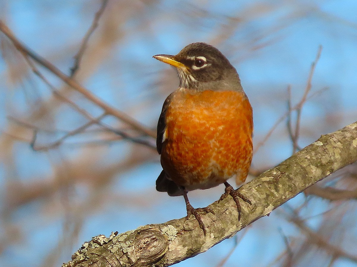 コマツグミ - ML649865020