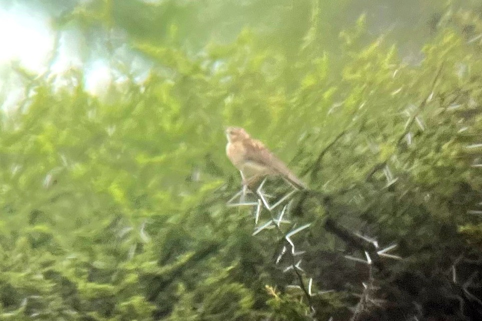 Short-clawed Lark - ML649865033