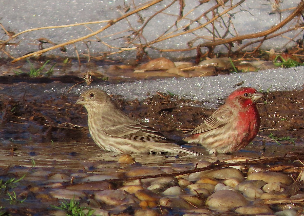 メキシコマシコ - ML649865041