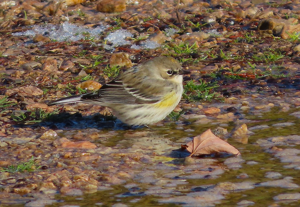 キヅタアメリカムシクイ - ML649865057