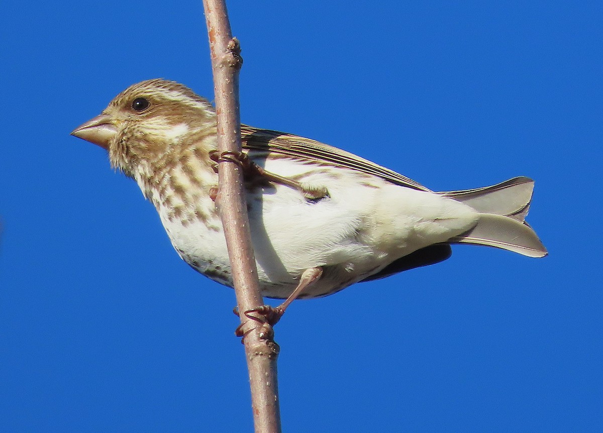 ムラサキマシコ - ML649865080