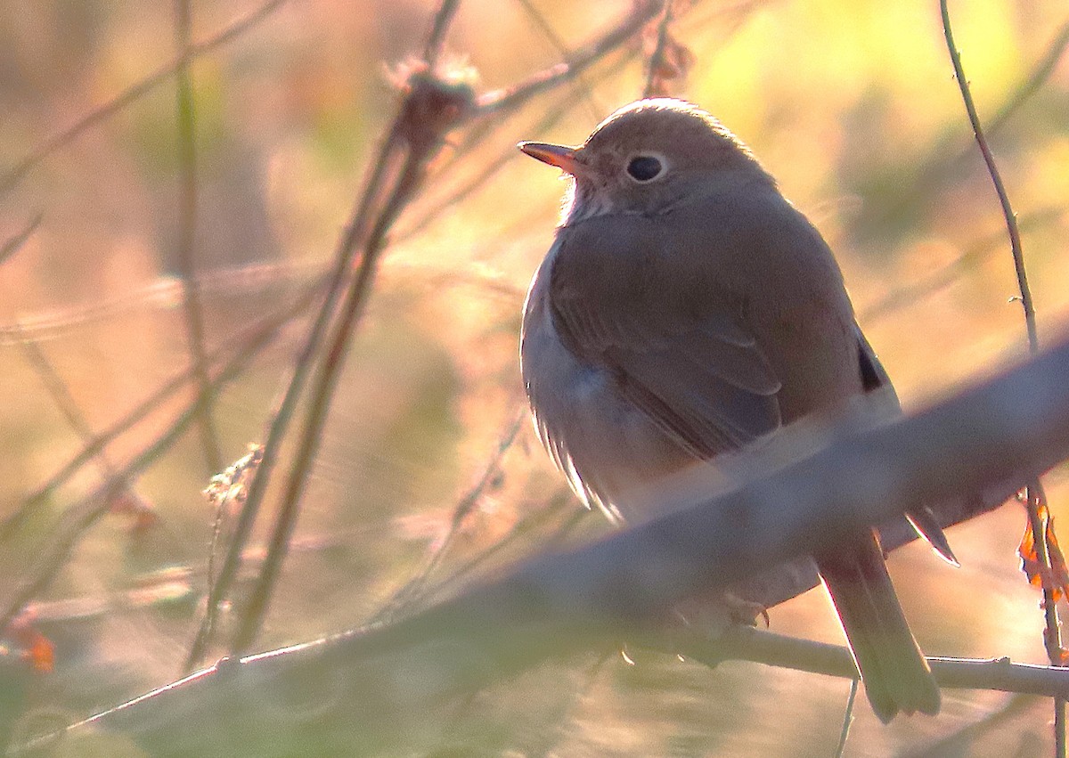 チャイロコツグミ - ML649865611