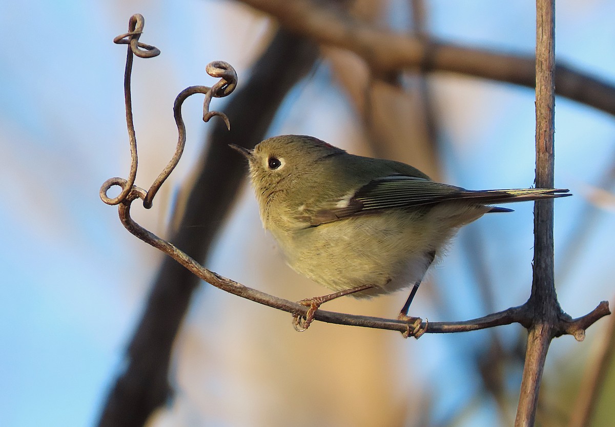 ルビーキクイタダキ - ML649865630