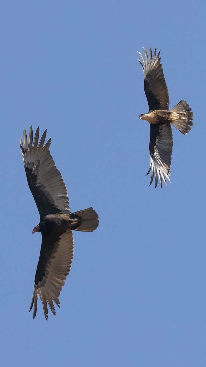Crested Caracara (Northern) - ML649866315