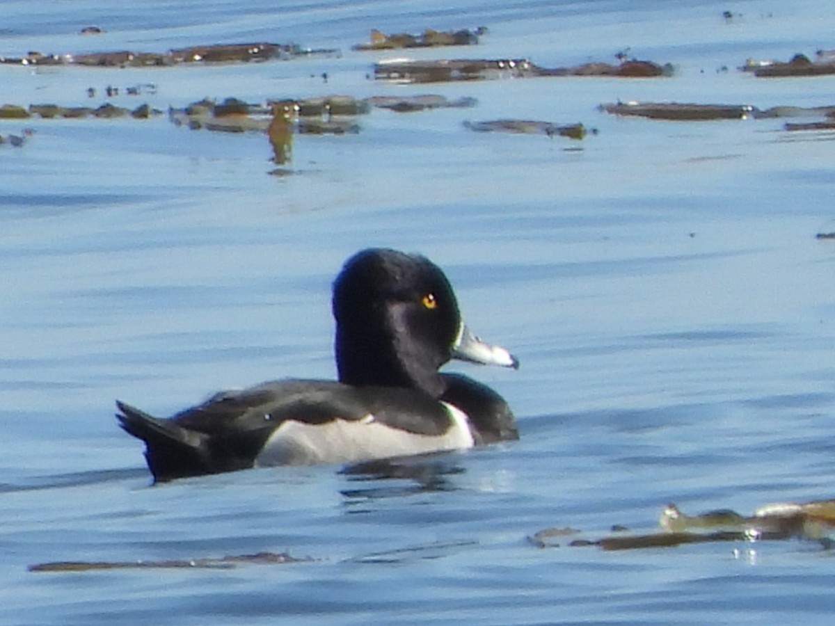 Ring-necked Duck - ML649867436