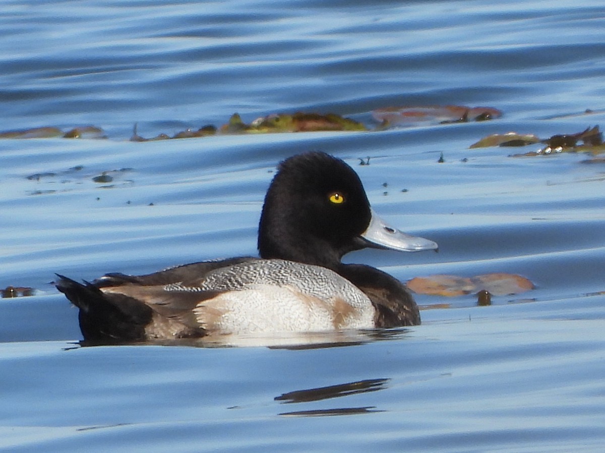 Lesser Scaup - ML649867442