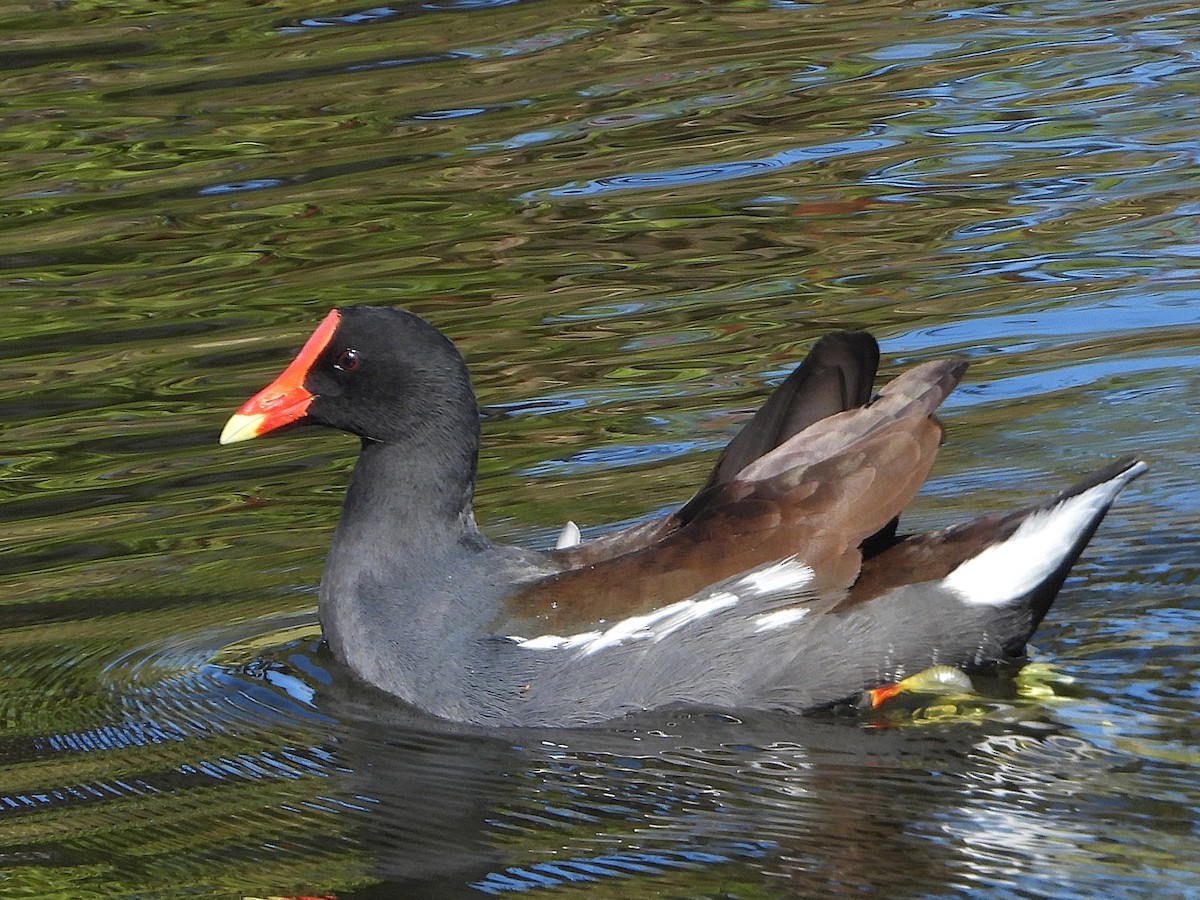 Common Gallinule - ML649867454