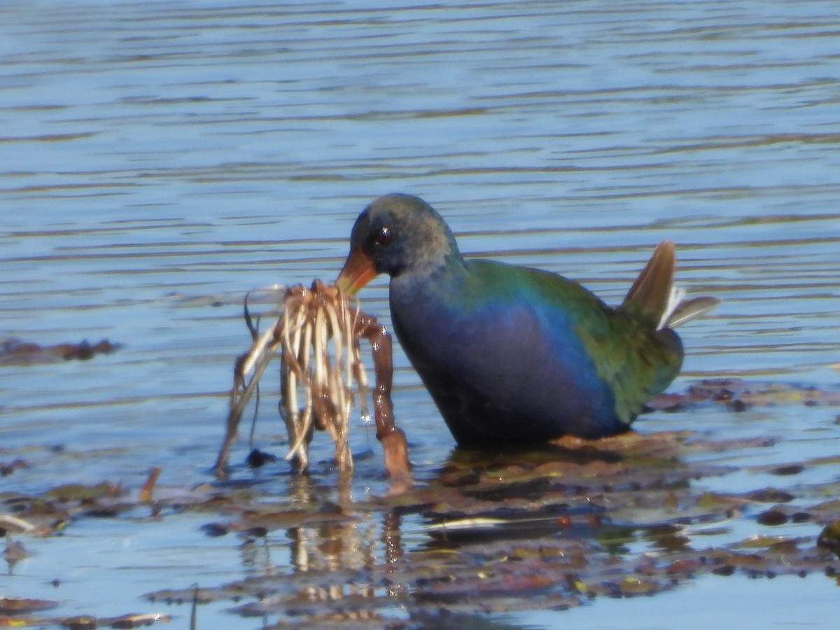 Purple Gallinule - ML649867459