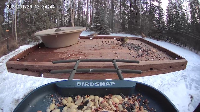 Goldzeisig - ML649867460