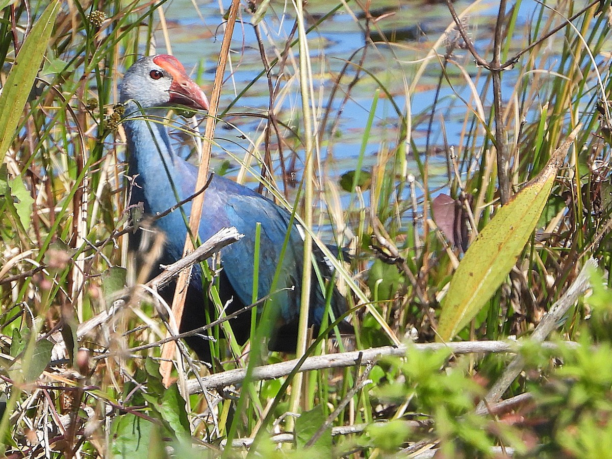 Gray-headed Swamphen - ML649867463