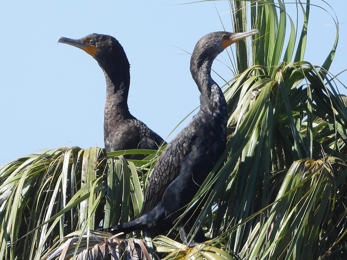 Double-crested Cormorant - ML649867470
