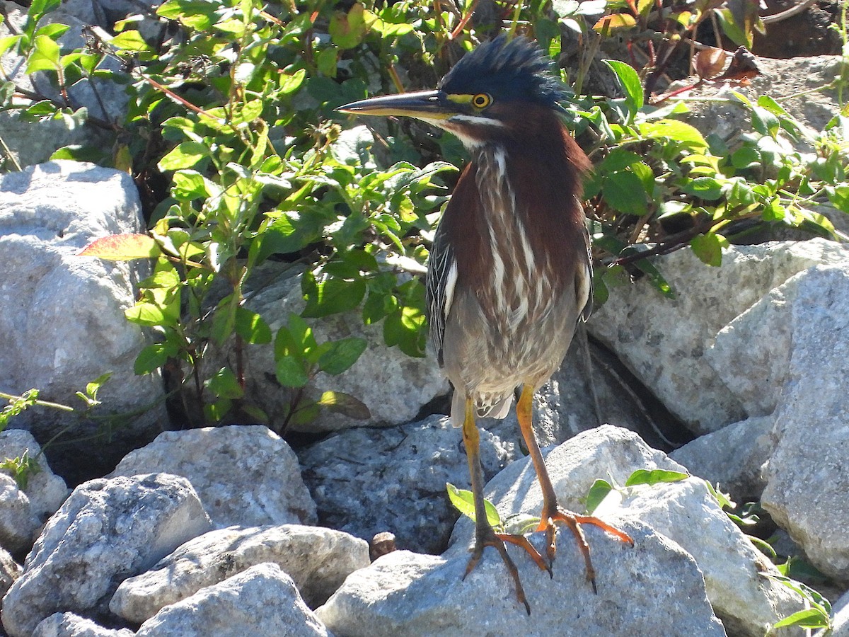 Green Heron - ML649867479