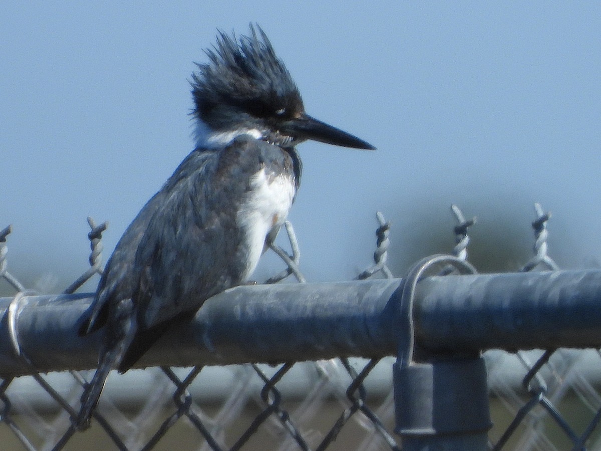 Belted Kingfisher - ML649867494