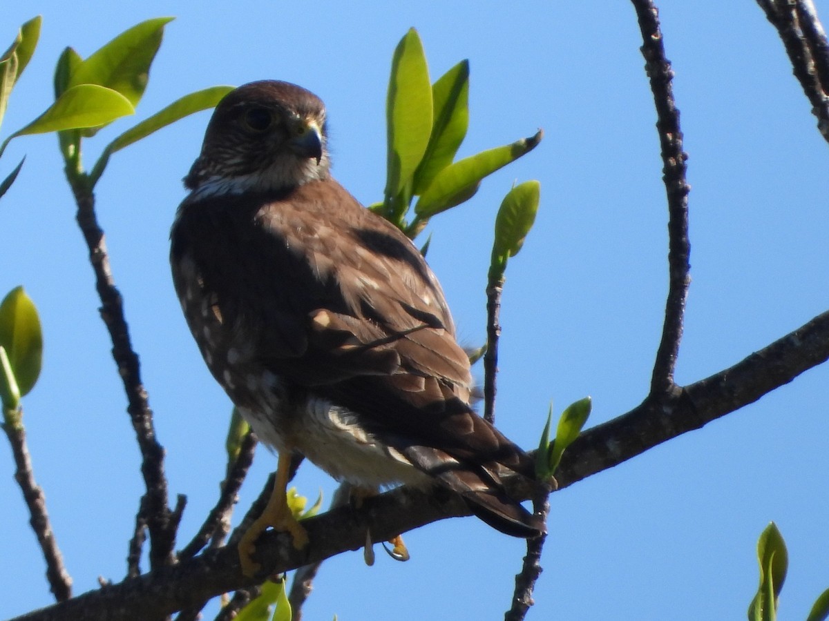 Merlin - ML649867496