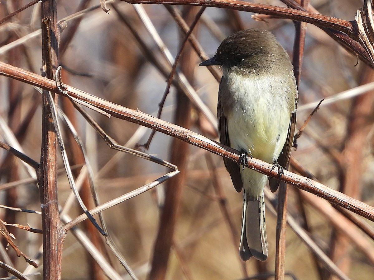 Eastern Phoebe - ML649867500