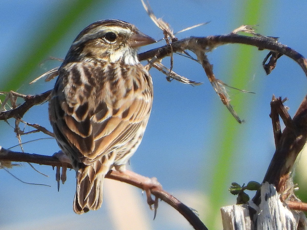 Savannah Sparrow - ML649867528