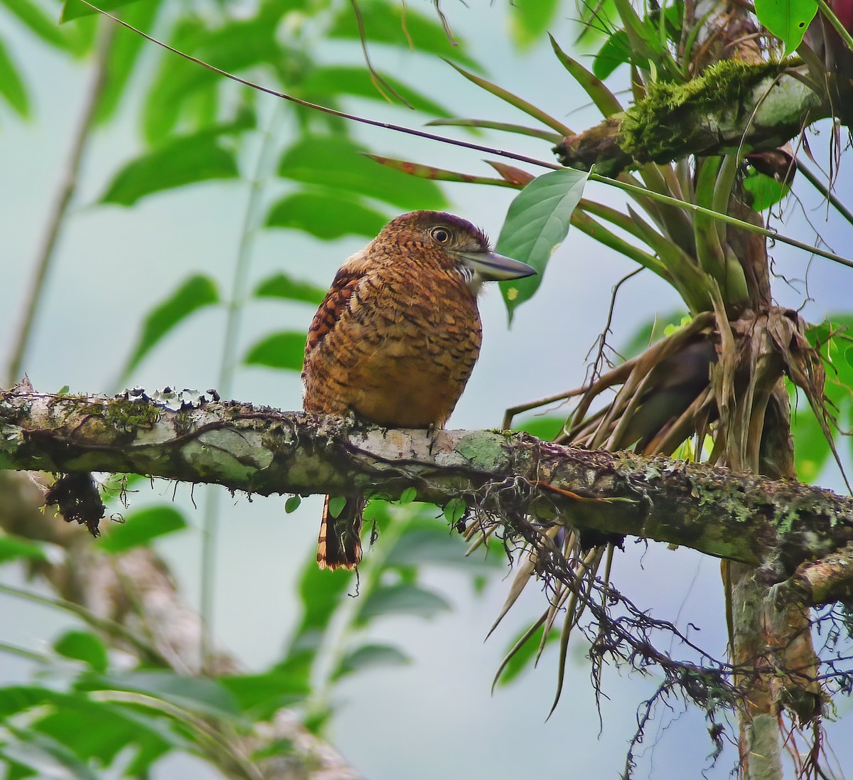 lenivka tygrovaná - ML649868135