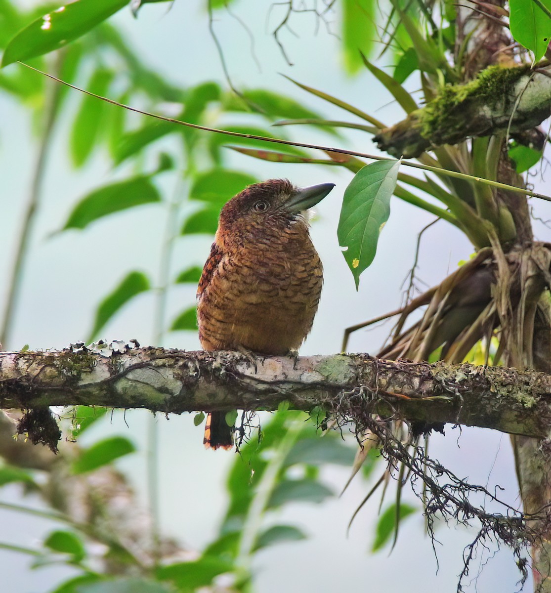 lenivka tygrovaná - ML649868136