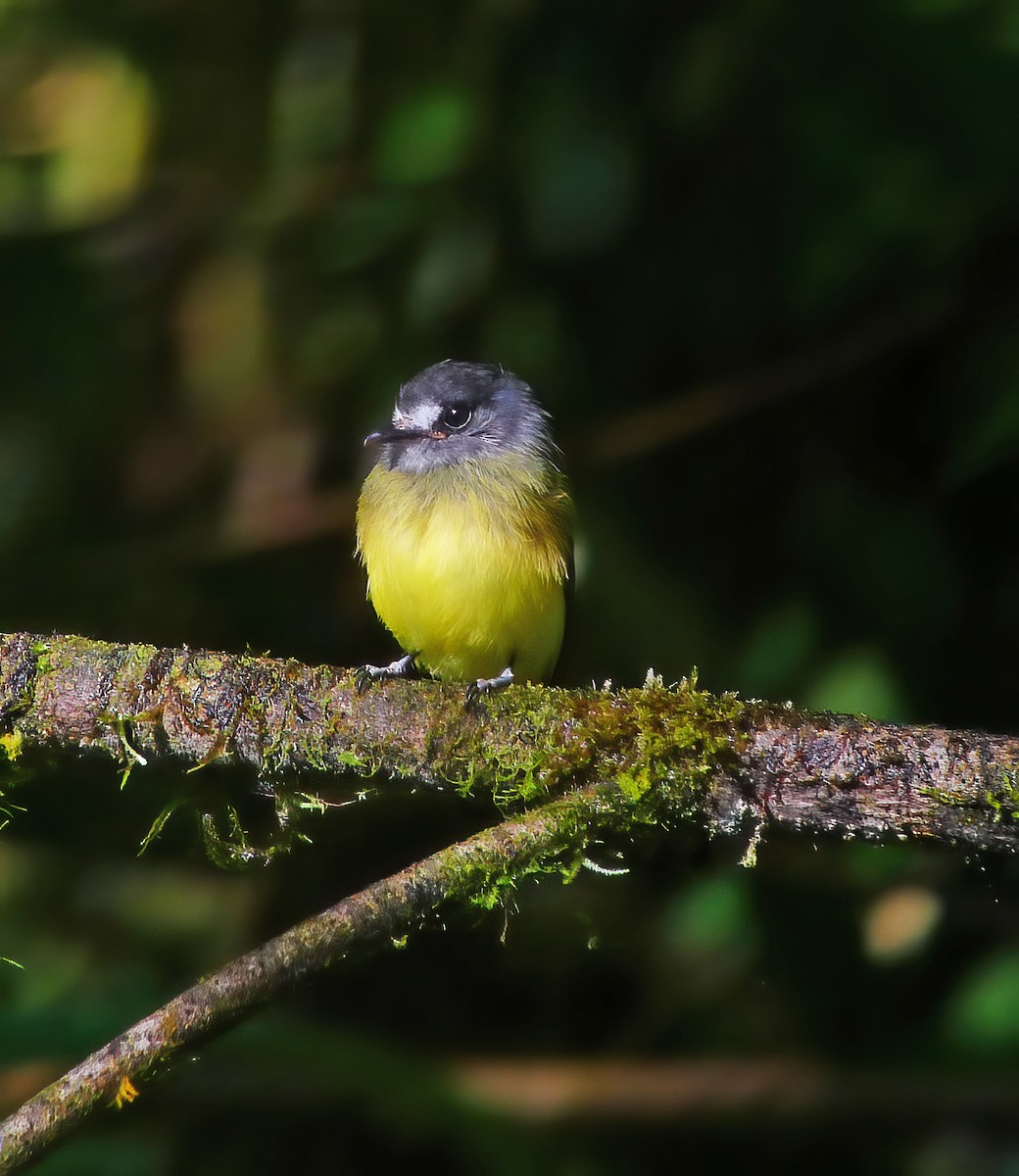 Ornate Flycatcher - ML649868170