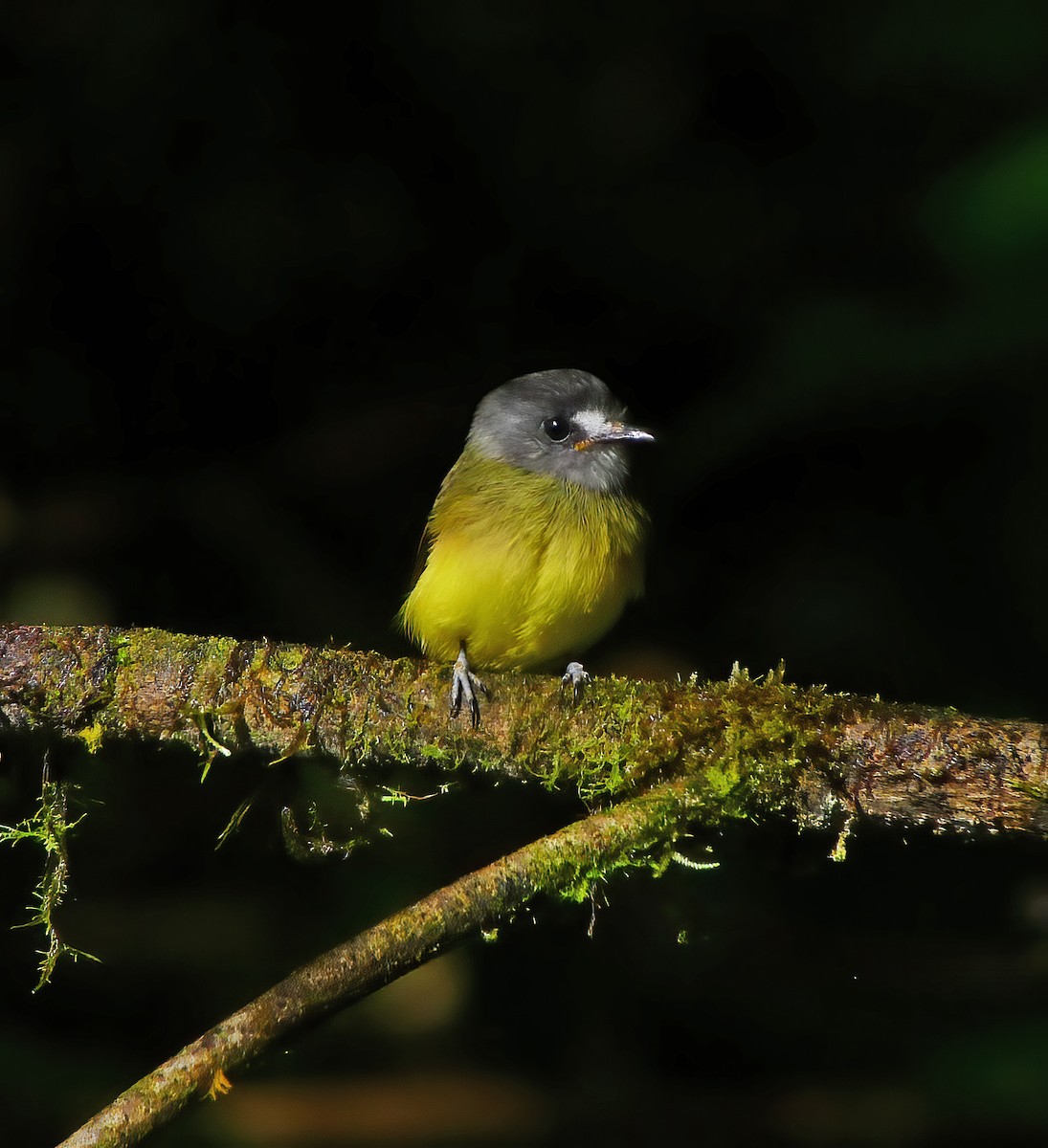 Ornate Flycatcher - ML649868171
