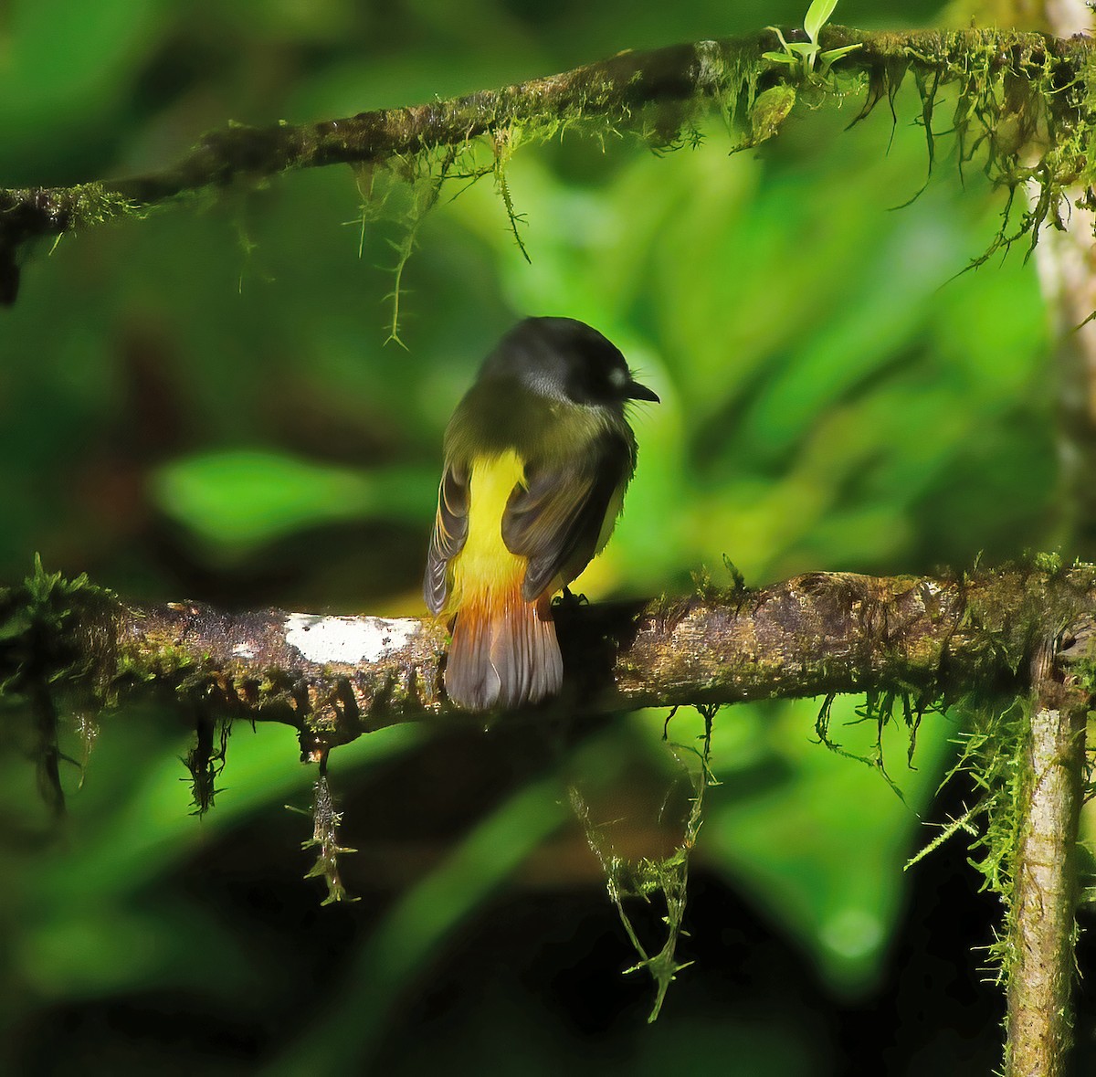 Ornate Flycatcher - ML649868172