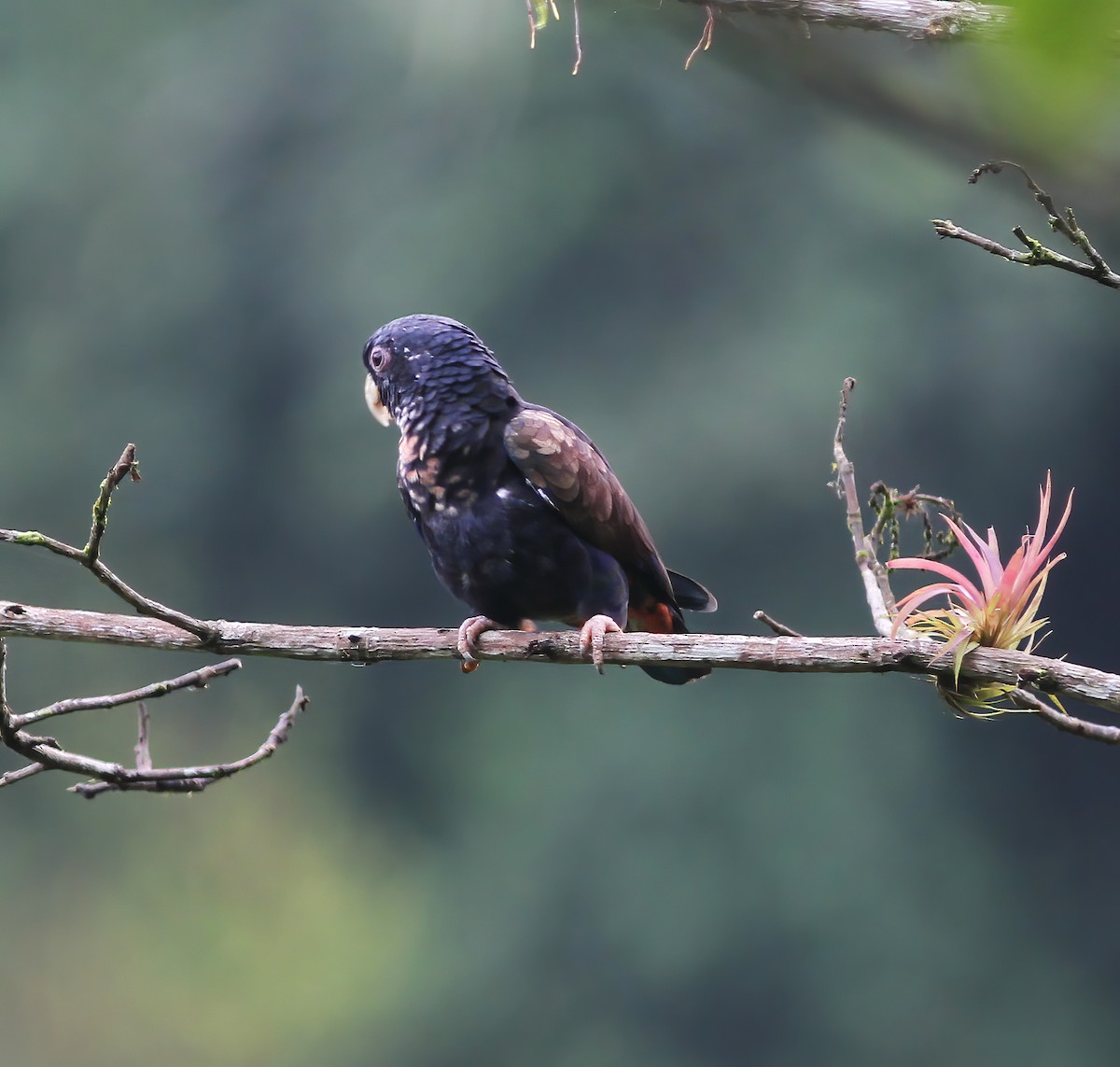 amazónek bronzovokřídlý - ML649868201