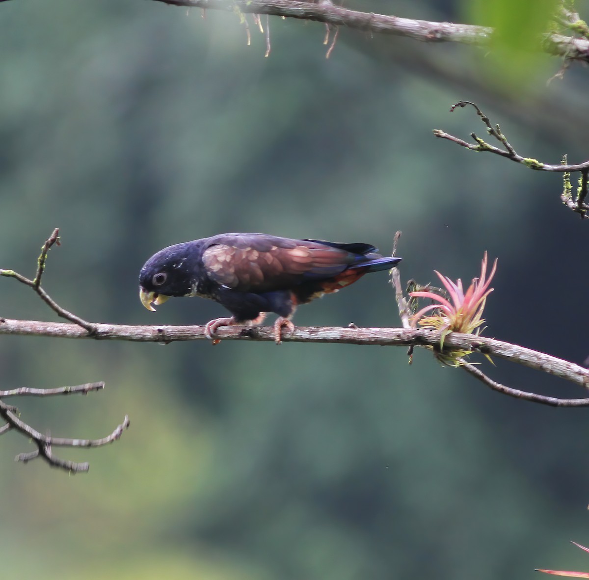 amazónek bronzovokřídlý - ML649868202