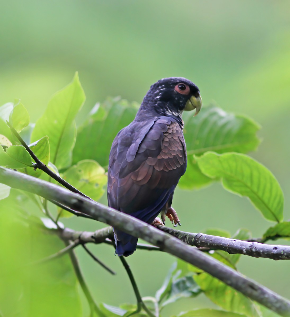 amazónek bronzovokřídlý - ML649868203