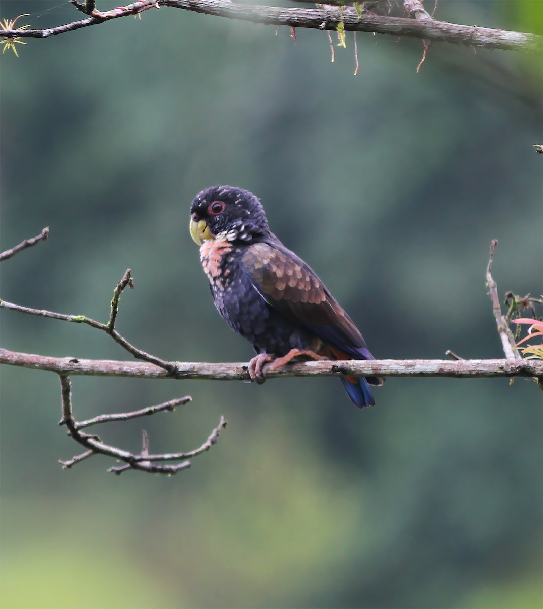 amazónek bronzovokřídlý - ML649868204