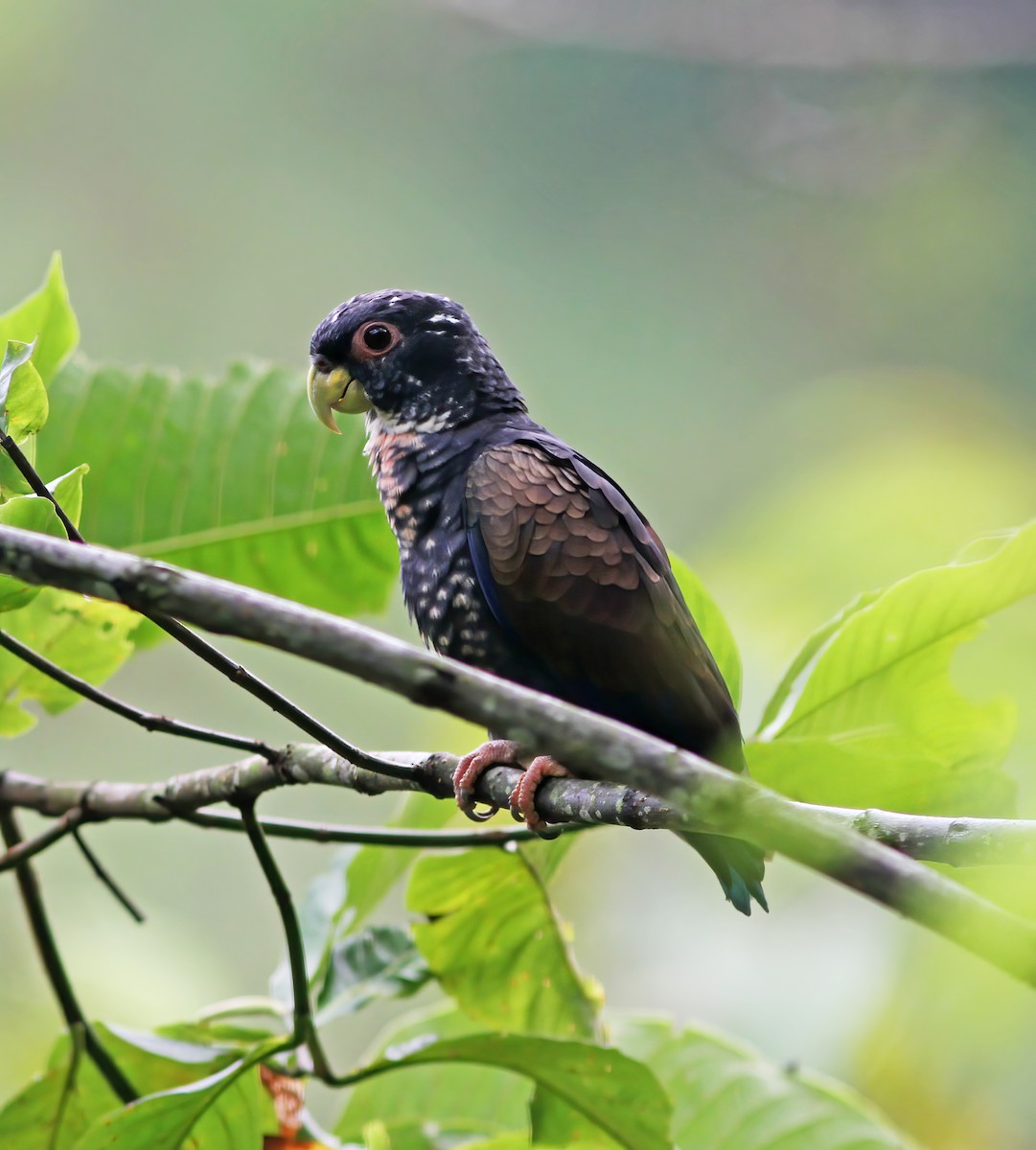 amazónek bronzovokřídlý - ML649868205