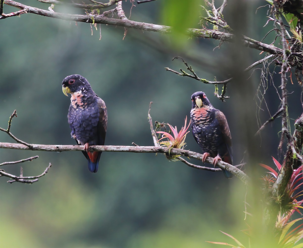 amazónek bronzovokřídlý - ML649868206