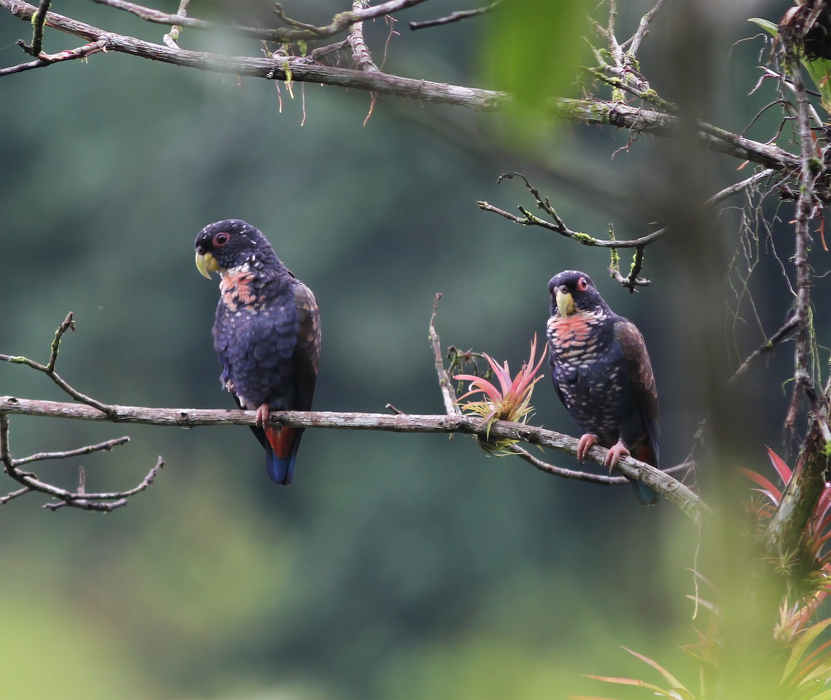 amazónek bronzovokřídlý - ML649868207