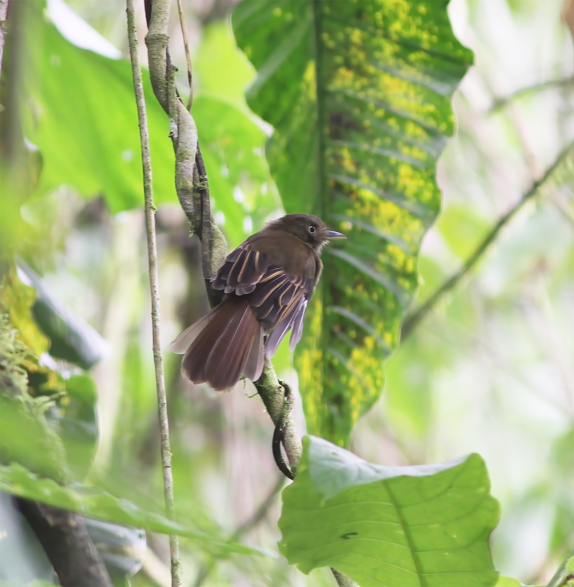 Brownish Twistwing - ML649868216