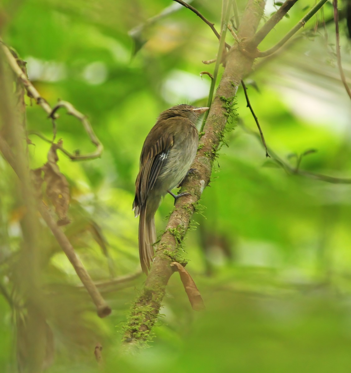 Brownish Twistwing - ML649868217