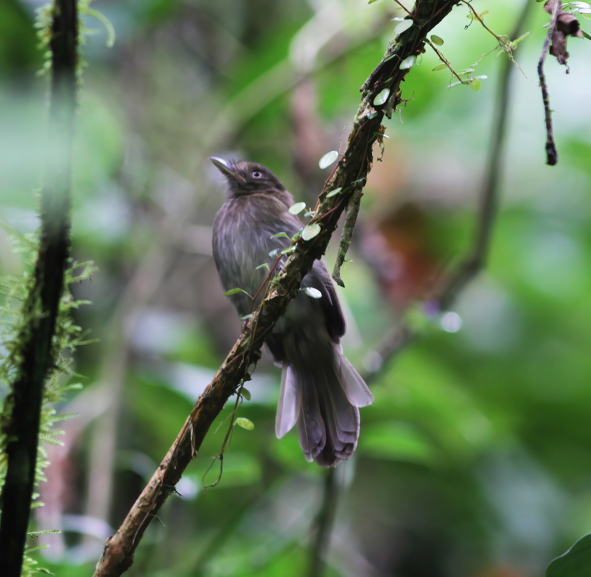 Brownish Twistwing - ML649868218