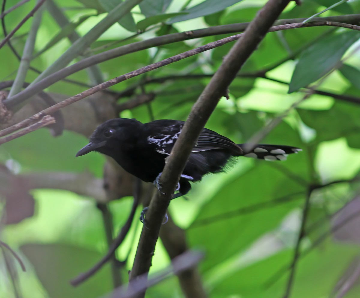 Jet Antbird - ML649868252