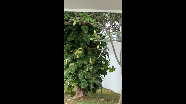 Saltator du Mexique - ML649868291