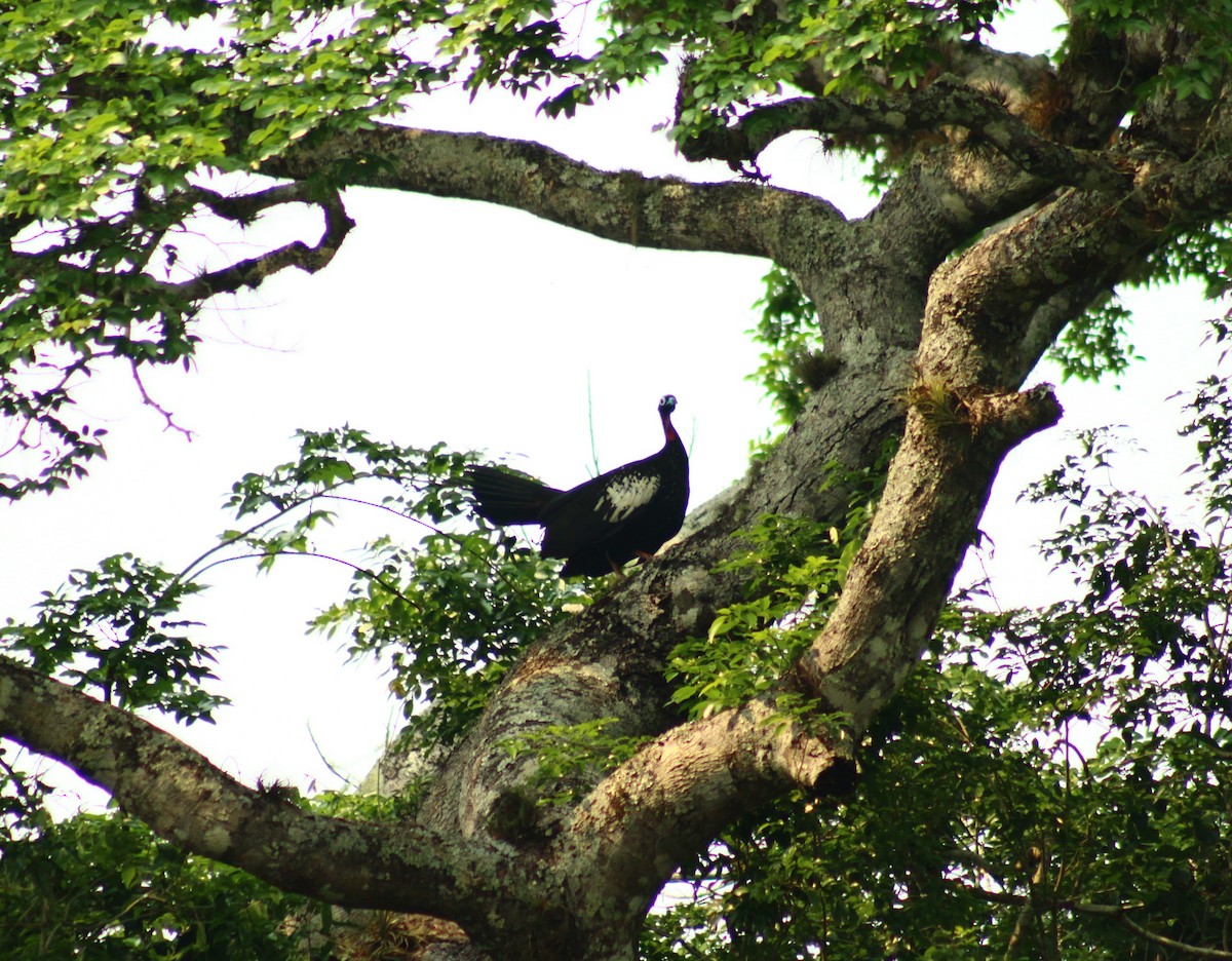 Black-fronted Piping-Guan - ML649868401