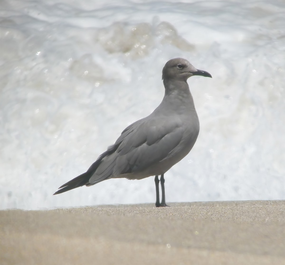 racek tmavý - ML649868409