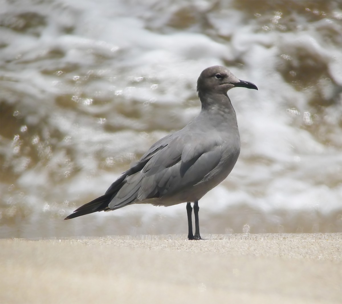 racek tmavý - ML649868410