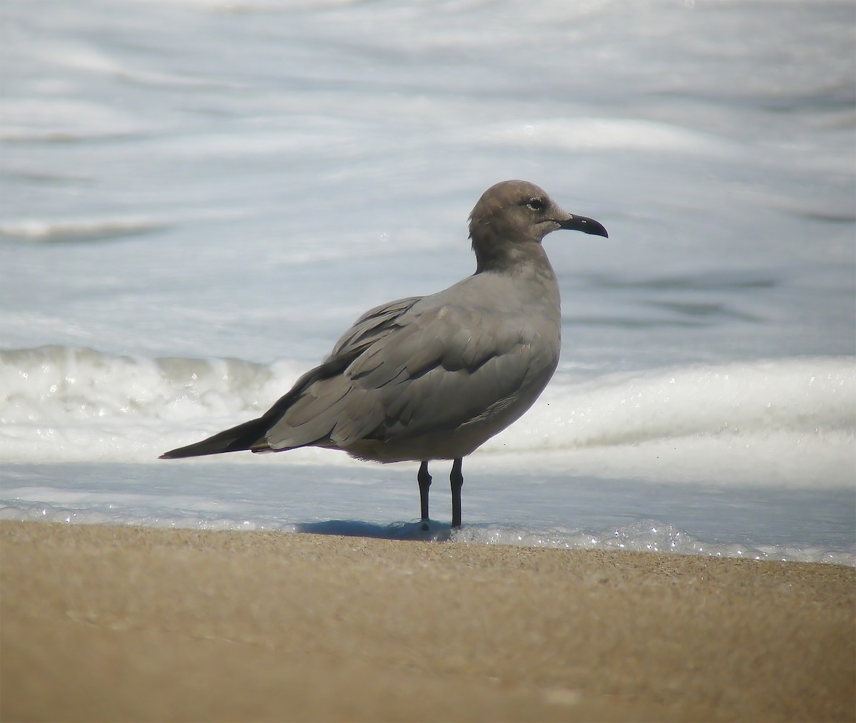 racek tmavý - ML649868411