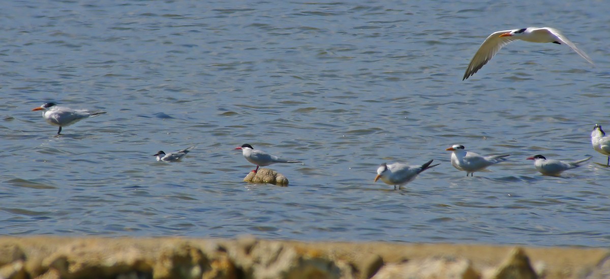 rybák jihoamerický - ML649868418