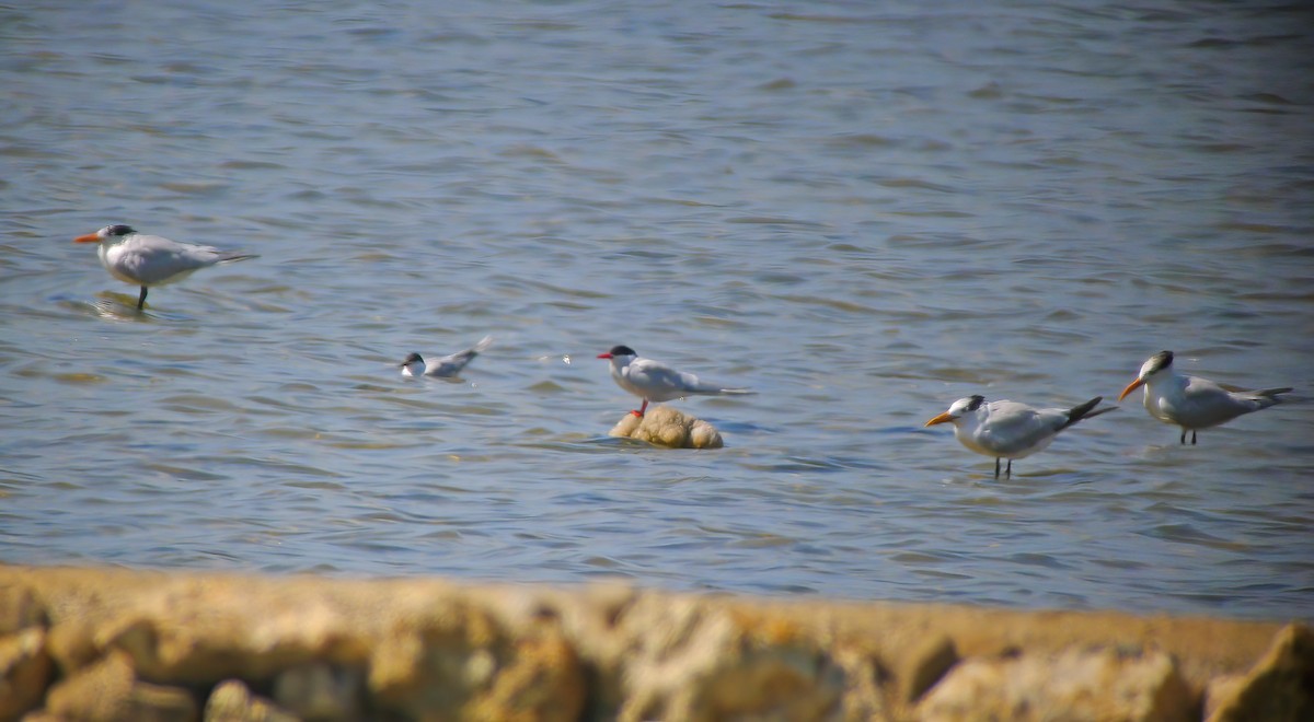 rybák královský - ML649868423