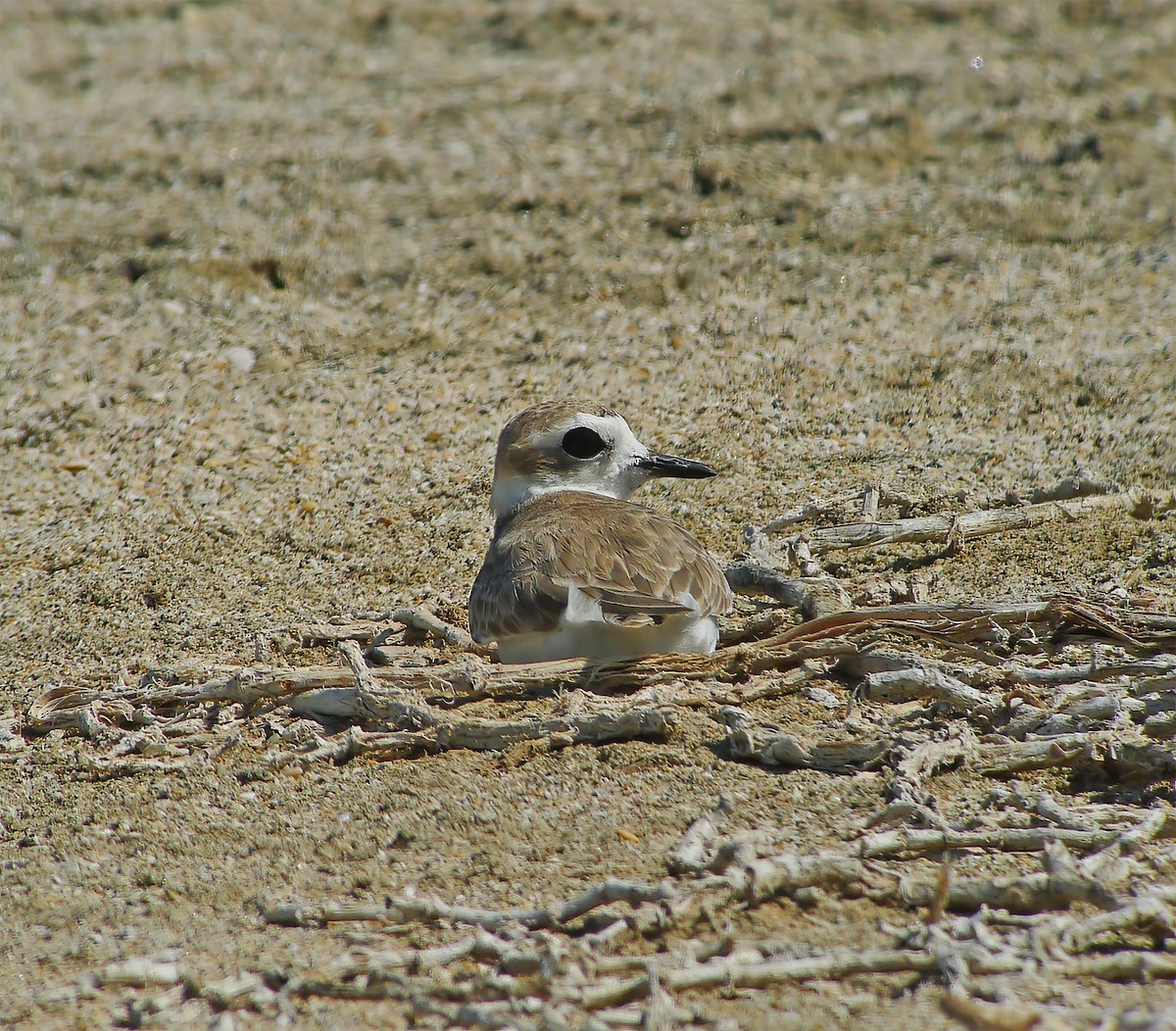 kulík západní - ML649868448