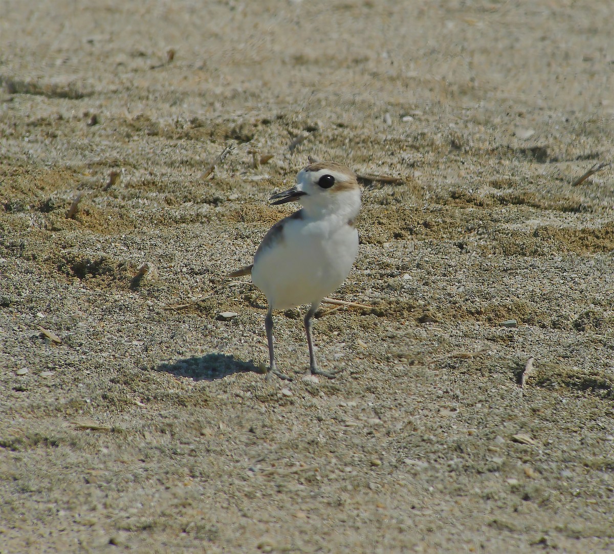 kulík západní - ML649868449